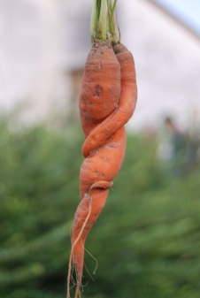 abbraccio carota