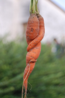 abbraccio carota